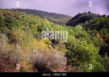 Herbstlandschaft mit Eichenwäldern in Chianti. Toskana, Italien. Stockfoto