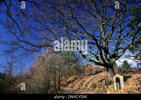 Cerro di Badia Montescalari, ein monumentaler Baum. Jahrhunderte alte Truthahneiche (Quercus cerris). Greve in Chianti, Toskana, Italien. Stockfoto
