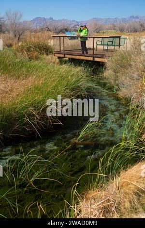 Crystal Stream vom Crystal Boardwalk, Ash Meadows National Wildlife Refuge, Nevada Stockfoto