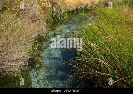 Crystal Stream vom Crystal Boardwalk, Ash Meadows National Wildlife Refuge, Nevada Stockfoto