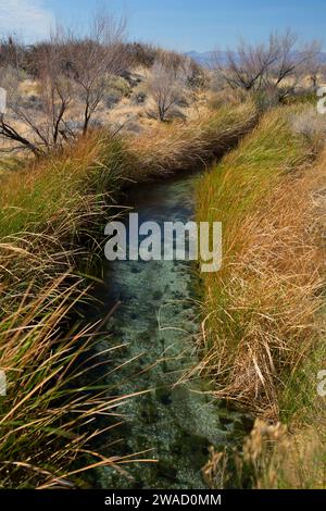 Crystal Stream vom Crystal Boardwalk, Ash Meadows National Wildlife Refuge, Nevada Stockfoto