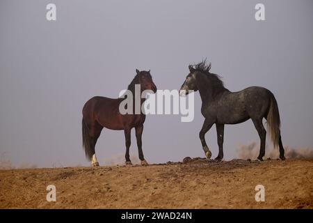 Wilde Pferde in Utah Stockfoto