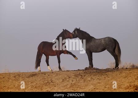 Wilde Pferde in Utah Stockfoto