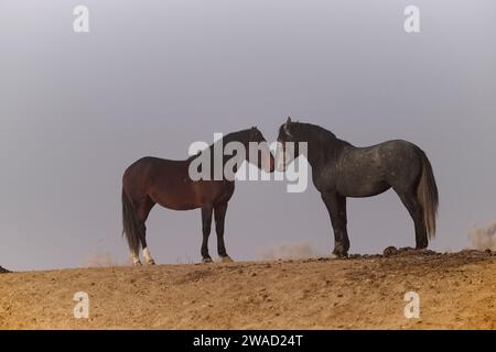 Wilde Pferde in Utah Stockfoto