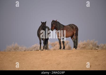 Wilde Pferde in Utah Stockfoto