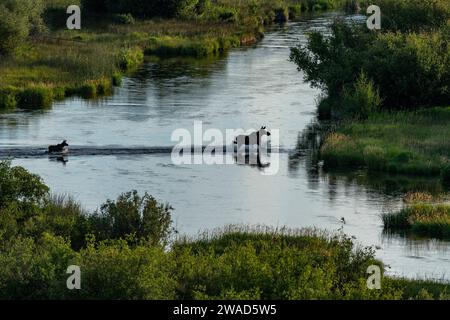 Kuhelchen (Alces Alces), die das Kalb über den Fluss führen Stockfoto