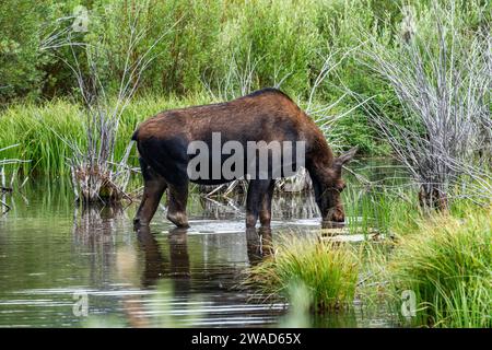 Kuheltrinkwasser im Biberteich Stockfoto
