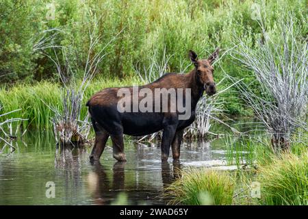 Kuhelchen stehen im Biberteich Stockfoto