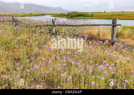 Rosafarbene Wildblumen und Holzzaun entlang des Flusses Stockfoto