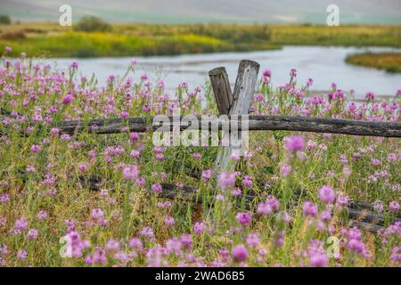 Rosafarbene Wildblumen und Holzzaun entlang des Flusses Stockfoto