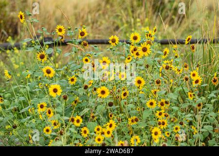 Nahaufnahme blühender gelber Wildblumen Stockfoto