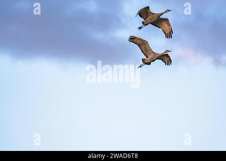 Zwei Kraniche im Flug Stockfoto