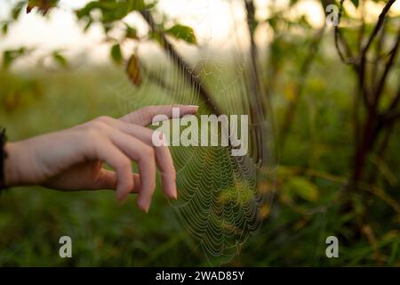 Nahaufnahme von weiblichen Fingern, die Spinnennetz berühren Stockfoto