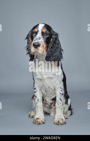 Porträt des englischen Springer Spaniel vor grauem Hintergrund Stockfoto