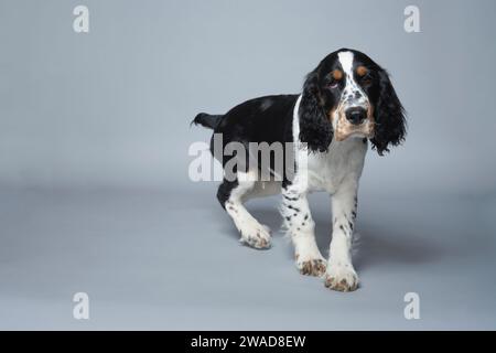 Porträt des englischen Springer Spaniel vor grauem Hintergrund Stockfoto