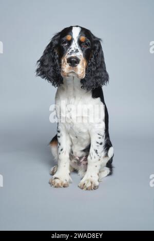 Porträt des englischen Springer Spaniel vor grauem Hintergrund Stockfoto