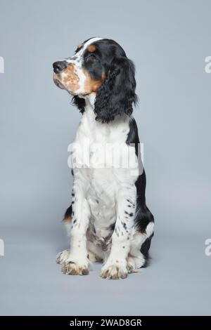 Porträt des englischen Springer Spaniel vor grauem Hintergrund Stockfoto