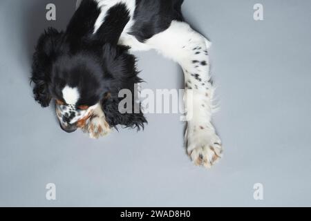 Porträt des englischen Springer Spaniel vor grauem Hintergrund Stockfoto