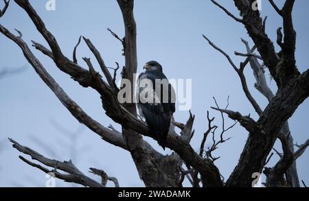 Bussardadler mit schwarzem Oberkörper, der bei Sonnenuntergang auf einem Baum thront Stockfoto