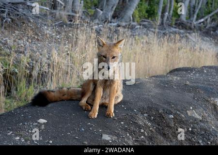 andenfuchs, der auf einem Hügel sitzt Stockfoto