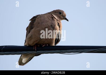 Taube am Kabel und schaue nach unten Stockfoto