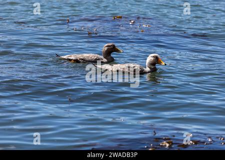 Ein paar Steamer-Enten schwimmen im Meer Stockfoto