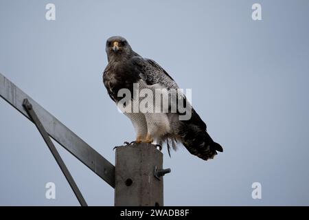 Bussardadler mit schwarzem Oberkörper, der auf einem elektrischen Pol steht Stockfoto