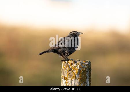 Weibliche Langschwanzlarche, die auf einem Pfosten auf dem Land steht Stockfoto