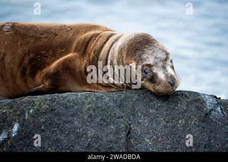 Meereswolf schläft auf einem Felsen und zeigt ein süßes Gesicht Stockfoto