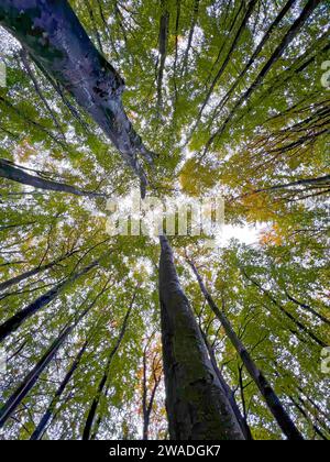 Herbstlaub, herbstliche Atmosphäre, bunte Blätter, Buchenwald, Blick auf die Baumkronen, goldener Oktober, Moor, Jasmund Nationalpark, Halbinsel auf dem Stockfoto