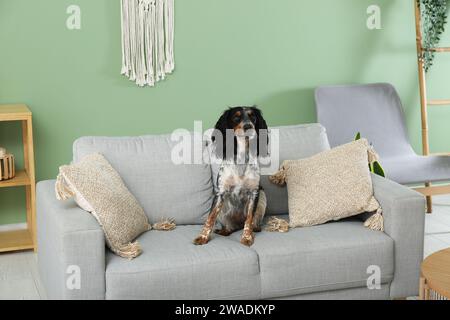 Niedlicher Cocker Spaniel auf grauem Sofa im Wohnzimmer Stockfoto