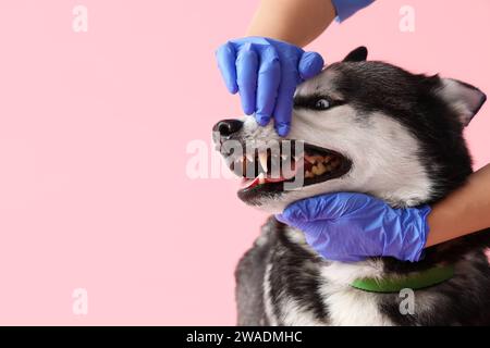 Tierarzt putzt die Zähne des sibirischen Husky-Hundes auf rosa Hintergrund Stockfoto