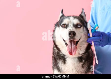 Tierarzt putzt die Zähne des sibirischen Husky-Hundes auf rosa Hintergrund Stockfoto