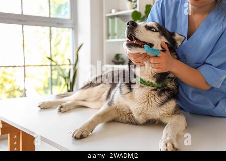 Tierärztliche Zahnputzungen des sibirischen Husky-Hundes während des zahnhygienischen Verfahrens in der Klinik Stockfoto