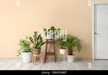 Hocker mit grünen Pflanzen in der Nähe der beigefarbenen Wand im Zimmer Stockfoto