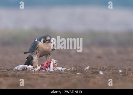 wanderfalke (Falco peregrinus), der einen Flamingo in Little rann of kutch, Gujarat, Indien, ernährt Stockfoto