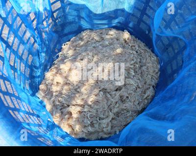 Gruppe frischer Krill- oder Opossum-Garnelen in blauem Fischernetz, Plankton, das Fischer zum Kochen fängt Stockfoto