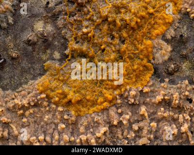 Nahaufnahme des orangenfarbenen Plasmodiums einer Schleimform (Badhamia utricularis), die über einen faltigen Krustenpilz (Phlebia radia) spreizt und sich von ihm ernährt Stockfoto