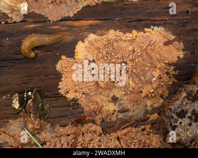 Rosa-oranger Faltenpilz (Phlebia radiata), der auf dem verrottenden Holz eines gefallenen Laubbaums wächst Stockfoto