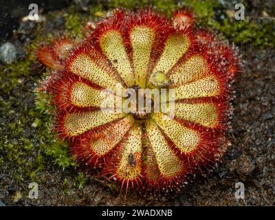 Ein Exemplar einer hübschen rot-grünen Südafrikanischen Alice-Sonnentau-Pflanze (Drosera aliciae), fotografiert von oben Stockfoto