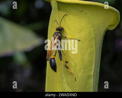 Schwarz-gelbe Schlammdauberwespe (Sceliphron caementarium), die sich aus Nektarsekretdrüsen in der Blattoberfläche einer gelben Krautpflanze ernährt (S) Stockfoto