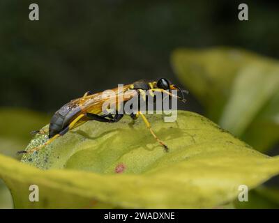 Schwarz-gelbe Schlammwespe (Sceliphron caementarium) pflegt sich auf dem Operculum (Haube) einer gelben Krautpflanze (Sarracenia) Stockfoto