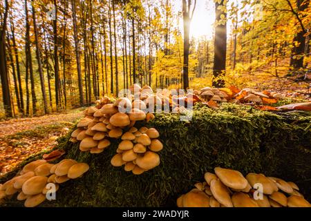 Pilze im Isergebirge. Jizerskohorske Buciny, UNESCO, Tschechische Republik Stockfoto