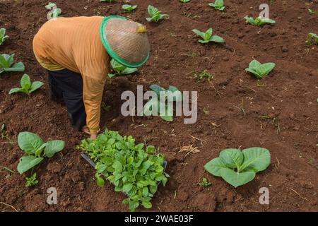 Bandung Regency, West Java, Indonesien. Januar 2024. Ein Landwirt baut Tabak auf einer Tabakplantage in Cikoneng, Bandung Regency an. Auf der Grundlage von Daten, die von der Zentralen Statistischen Agentur (BPS) am 2. Januar 2024 veröffentlicht wurden, verzeichnete Indonesien im Dezember 2023 eine monatliche Inflationsrate (m-zu-m) von 0,41 Prozent und eine jährliche Inflationsrate von 2,61 Prozent. Der größte Inflationsbeitrag ist die Lebensmittel-, Getränke- und Tabakkonzerne mit einer Inflationsrate von 1,07 % und einem Inflationsanteil von 0,29 % (Credit Image: © Dimas Rachmatsyah/ZUMA Press Wire) NUR REDAKTIONELLE VERWENDUNG! Nicht für kommerzielle ZWECKE! Stockfoto