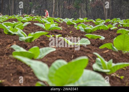 Bandung Regency, West Java, Indonesien. Januar 2024. Ein Landwirt führt Tabakbehandlungen auf einer Tabakplantage in Cikoneng, Bandung Regency durch. Auf der Grundlage von Daten, die von der Zentralen Statistischen Agentur (BPS) am 2. Januar 2024 veröffentlicht wurden, verzeichnete Indonesien eine monatliche Inflationsrate (m-zu-m) von 0,41 Prozent und eine jährliche Inflationsrate (y-zu-y) von 2. 61 Prozent im Dezember 2023. Der größte Inflationsbeitrag ist die Lebensmittel-, Getränke- und Tabakkonzerne mit einer Inflationsrate von 1,07 % und einem Inflationsanteil von 0,29 % (Credit Image: © Dimas Rachmatsyah/ZUMA Press Wire) NUR REDAKTIONELLE VERWENDUNG! Nicht für Comme Stockfoto