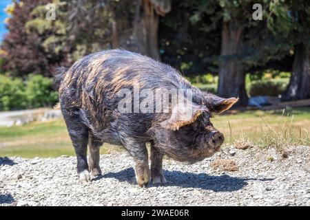 Das Kunekune-Schwein auf der Walter Peak High Country Farm in queenstown neuseeland. Genießen Sie eine Tour durch den Bauernhof und sehen Sie Vorführungen von Schafhunden. Stockfoto