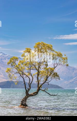 Die Ansicht dieses Wānaka-Baumes. Es ist der Spitzname einer Weide am südlichen Ende des Lake Wānaka in der Region Otago in Neuseeland. Stockfoto