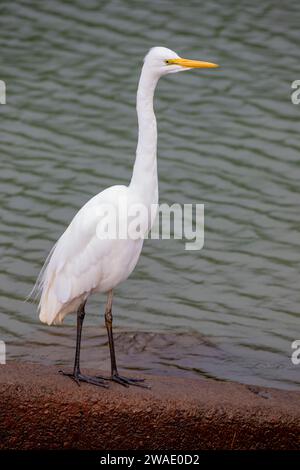 Das Nahbild des östlichen Riesenreihers (Ardea alba modesta) mit nichtbrütendem Gefieder aus dem Lake Wakatipu neuseeland. Stockfoto