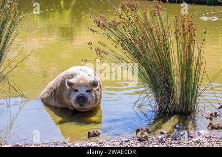 Ein Kunekune-Schwein ruht im Teich von Deer Park Heights Queenstown Neuseeland. Eine kleine Rasse Hausschwein aus Neuseeland. Stockfoto