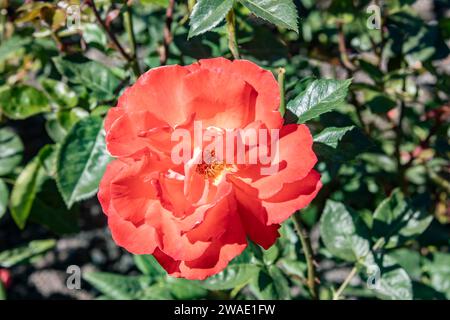 Alexander (Harlex) Hybrid Teerose. Große, orange-kupferne Blüten werden auf langen Stielen in kleinen Clustern produziert. Eine kräftige Rose mit Glanz Stockfoto